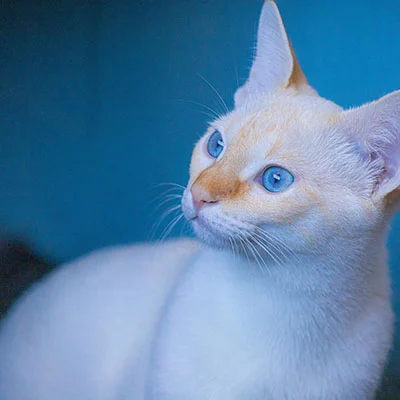 猫咪打疫苗打多少针好（猫咪打疫苗得打几针）